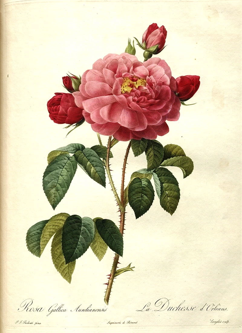 Rosa gallica aurelianensis